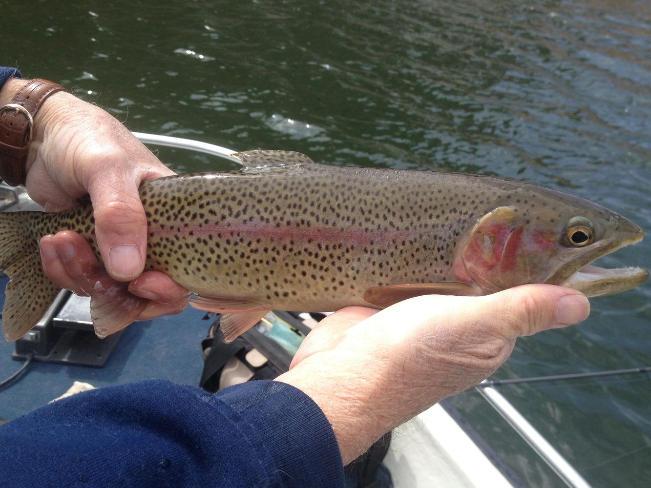 Colorado Guided Fishing Trips
Colorado Fishing Charters
Fort Collins Fishing
Rainbow Trout Fishing