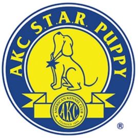 AKC S.T.A.R Puppy