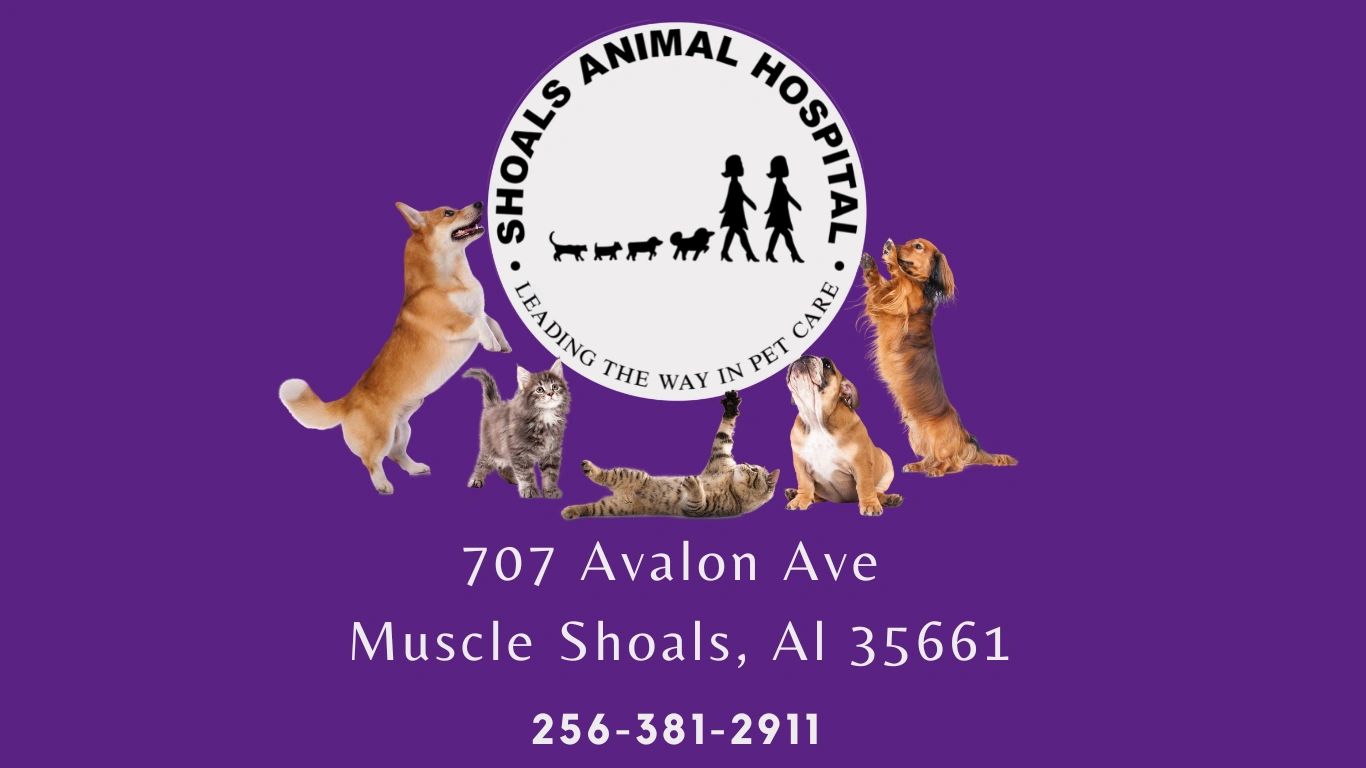 Shoals Animal Hospital - Veterinarian - Muscle Shoals, Alabama Shoals Animal Hospital - Veterinarian - Muscle Shoals, Alabama