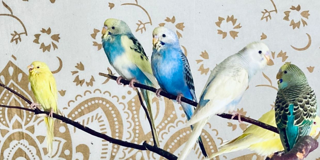 A flock of colorful young budgies sitting on a perch in front of a white and gold tapestry.