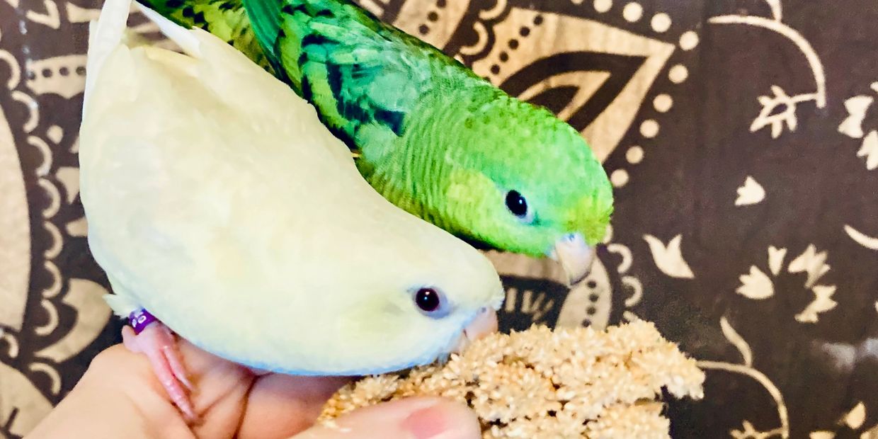 Two tame linnies, creamino and green,  eating millet while perched on a hand.