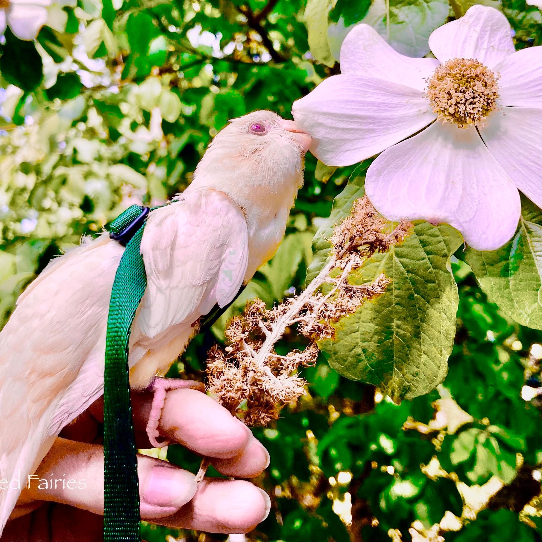 Young creamino linnie exploring a dogwood flower outside in the sun with her harness on.
