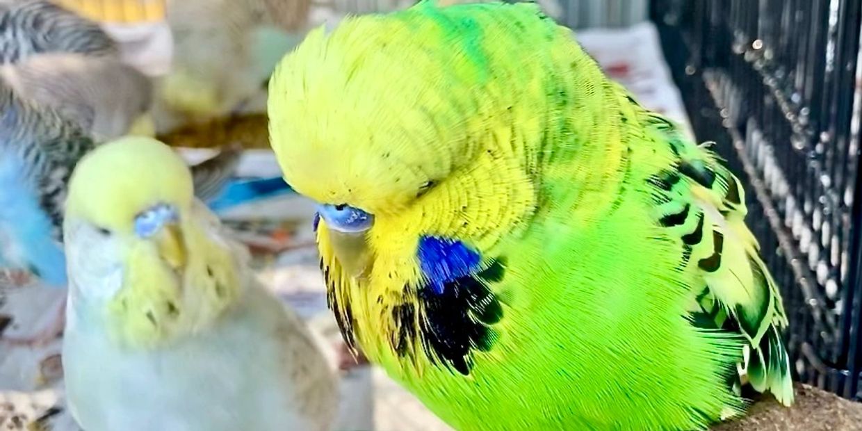 Two English budgies up close to the camera and looking at one another.
