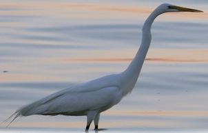 Bird Watching and Back Bay Tours aboard Metamorphosis Boat Charters