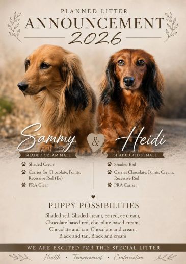Announcement of a planned 2026 litter from Sammy and Heidi, two dachshunds with detailed genetic traits.