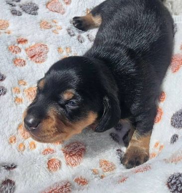 A small black and tan puppy lying on a patterned blanket.