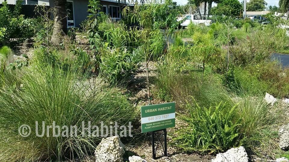An array of native landscape green plants and trees in South Florida including grasses and ferns.