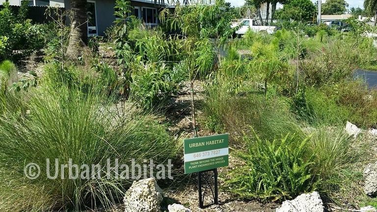 An array of native landscape green plants and trees in South Florida including grasses and ferns.