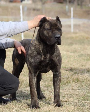 PresaMania Presa Canario Show