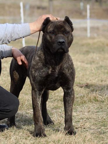 PresaMania Presa Canario Show