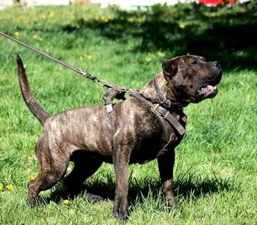 PresaMania Presa Canario Harness