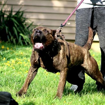 PresaMania Presa Canario Bark
