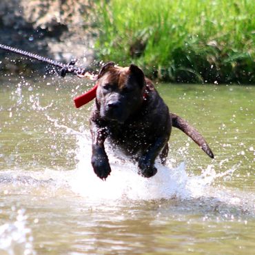 PresaMania Presa Canario Water