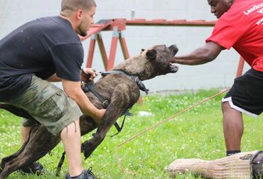 PresaMania Presa Canario Live Bite