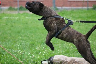 PresaMania Presa Canario Working