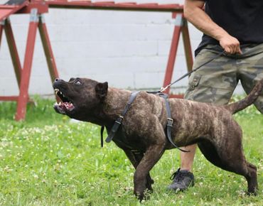 Female Presa Canario Protection