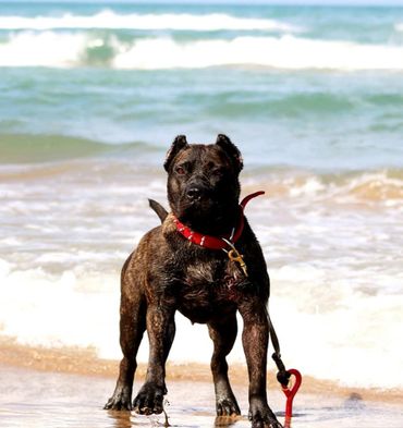 PresaMania Presa Canario Beach