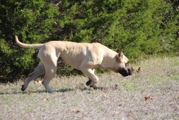 PresaMania Presa Canario Fawn Muscle