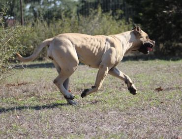 PresaMania Presa Canario Muscle Fawn