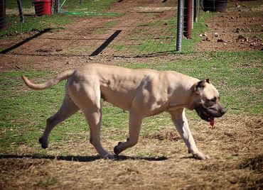 PresaMania Presa Canario Muscle Fawn