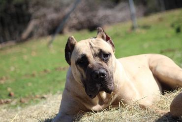 PresaMania Presa Canario Fawn Female