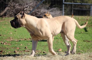 PresaMania Presa Canario Muscle Fawn