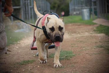 PresaMania Presa Canario Female Weight Pull