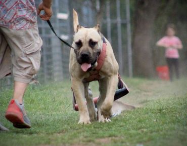 PresaMania Presa Canario Weight Pull Female