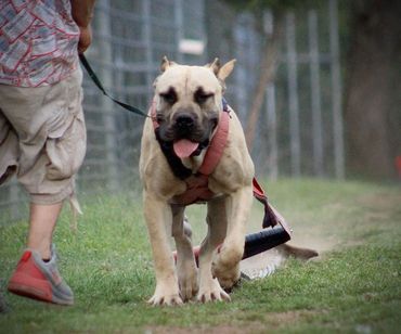 PresaMania Presa Canario Weight Pull Female