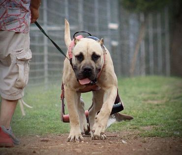 PresaMania Presa Canario Weight Pull Muscle