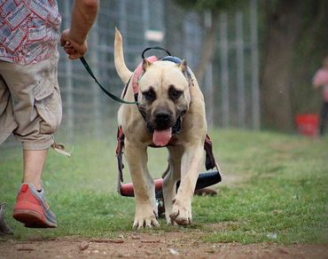 PresaMania Presa Canario Weight Pull Fawn