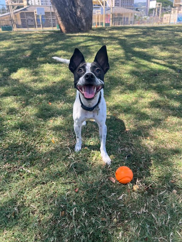 From daily walks, daycare, drop ins, boarding and any special request I go over and beyond !