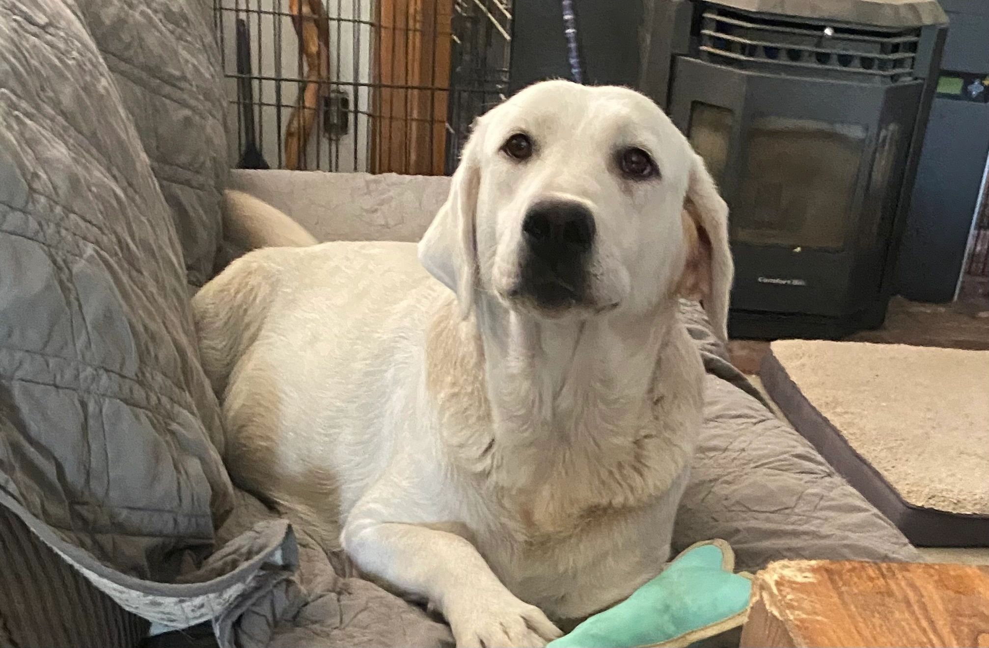 Tesla is waiting to be a mommy for the very first time .