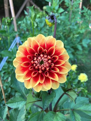 Orange U Glad Dahlia