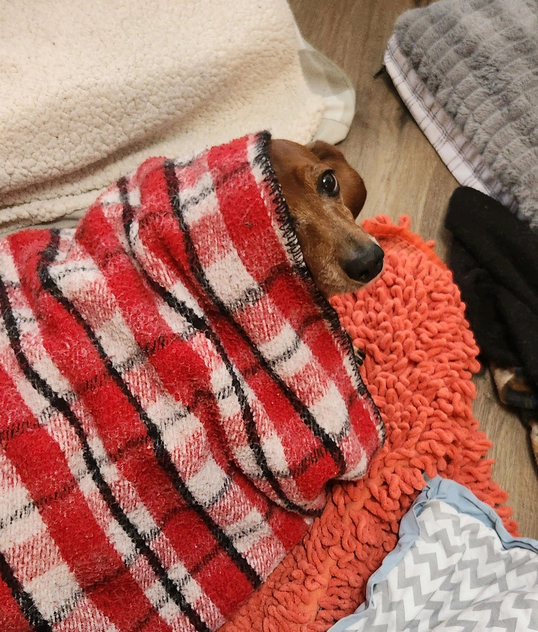 A daschund peeking out from his blanky