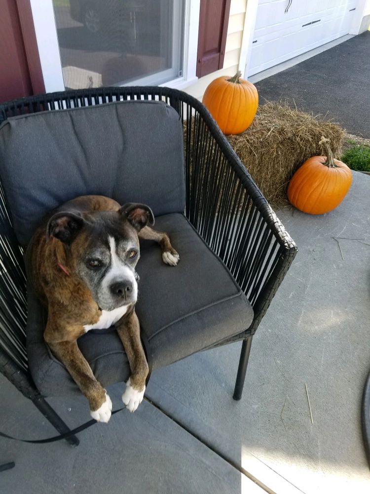 Cute boxer pup named Coco sits in a chair on the porch with 2 pumpkins beside her