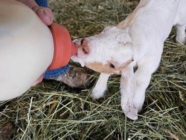 milk baby goats on farm tours with wildwestexcursions.com