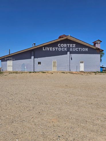 Historic Cortez Livestock Auction house opens its doors to wildwestexcursions.com