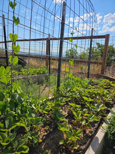 vegetables with farm to table experiences at wildwestexcursions.com