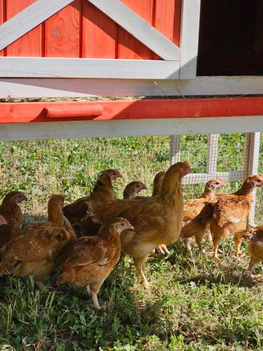 chicken fresh tours on wild west excursions in cortez colorado