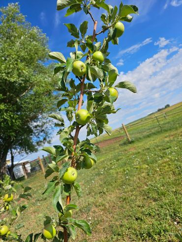 heritage apples in montezuma county at wild west excursions in cortez colorado