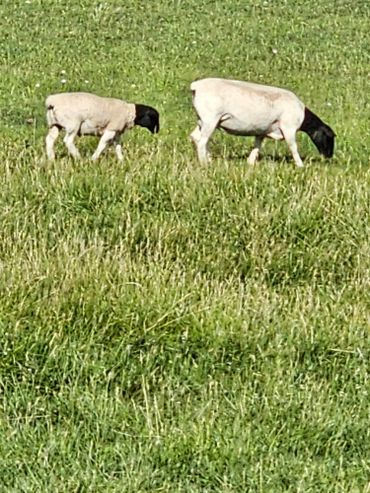 lambs on farm tours at wild west excursions in cortez colorado