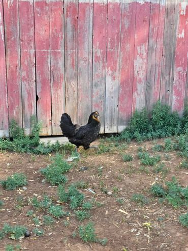 here chicky at wild west excursions in cortez colorado