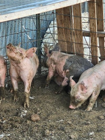 hogs on tours at wild west excursions in cortez colorado