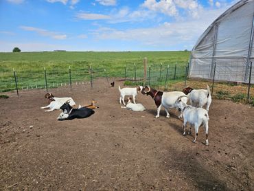 meat goats at wild west excursions in cortez colorado