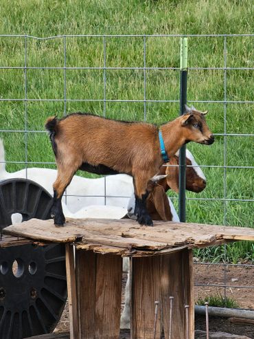 goats and pack goats at wild west excursions in cortez colorado