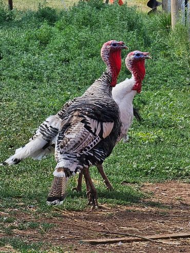 turkeys on farm tours at wild west excursions in cortez colorado