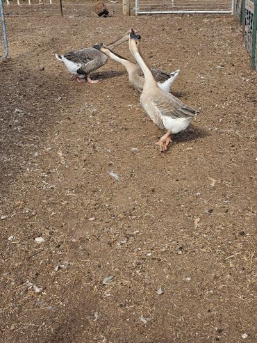 geese on farm tours at wild west excursions in cortez colorado