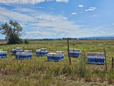bee hives are at wild west excursions in cortez colorado