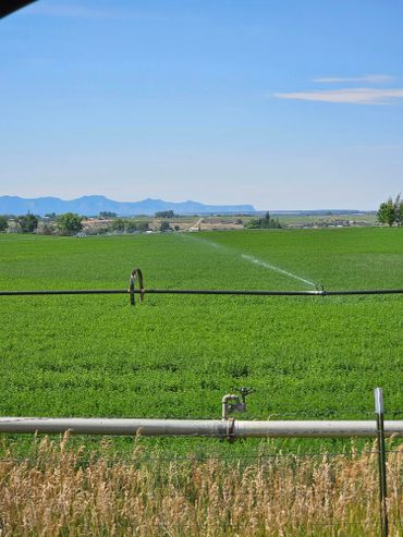 alfalfa is at wild west excursions in cortez colorado